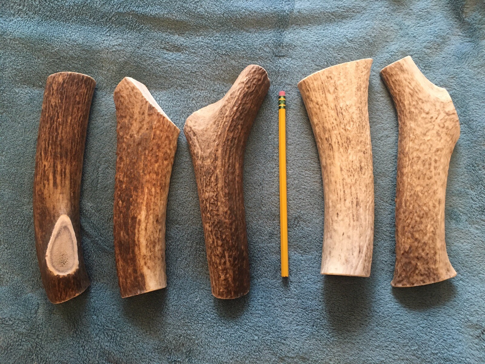 1 Huge COLOSSAL JUMBO Whole Elk Antler Dog Chew SALE XXL (1 Ea) BIG Treats Chews