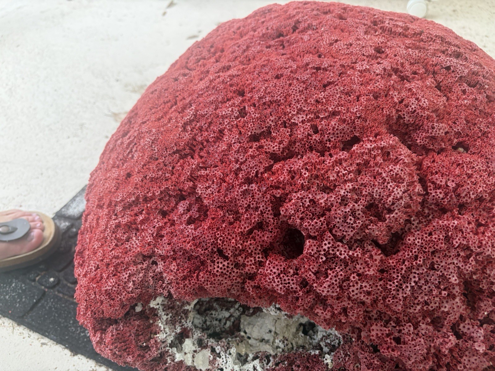 Very Large Red Pipe organ Coral 23x21 Inches Very Large Red Pipe organ Coral 23x21 Inches