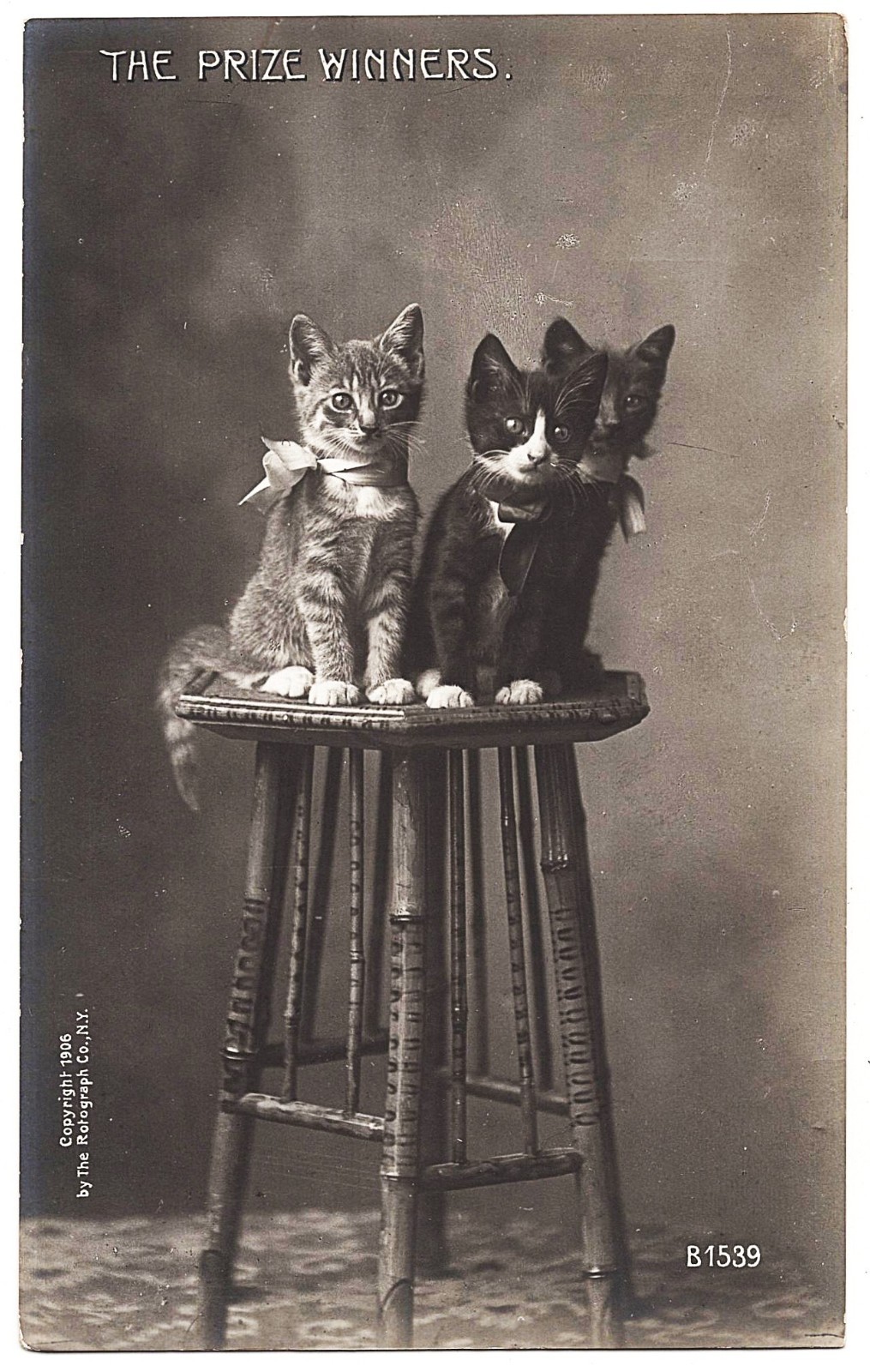 real photo Cat Cats ' Prize Winners real photo Cat Cats ' Prize Winners