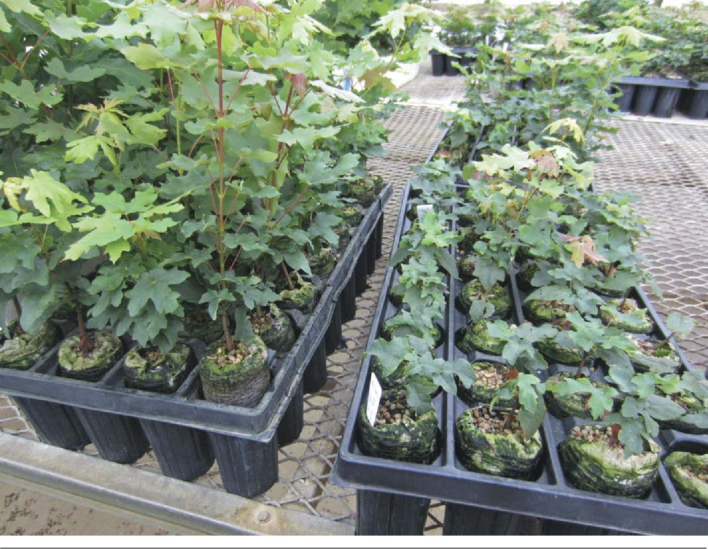 Big Tooth Maple Trees 3 Per Order