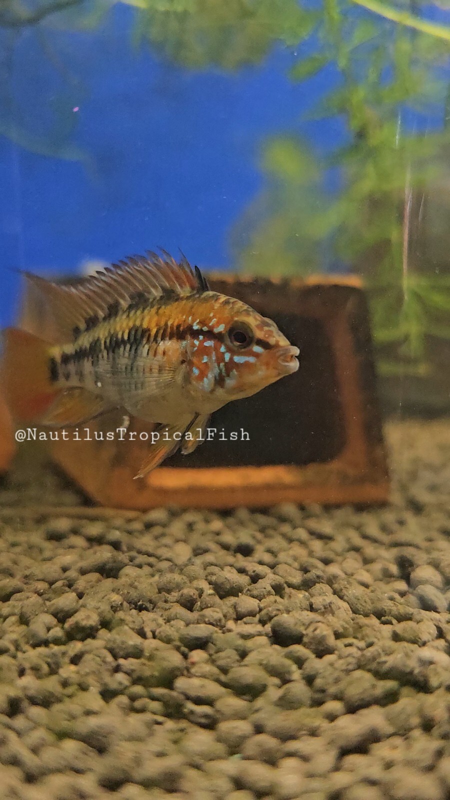 Beautiful pair Apistogramma red neck macmasteri -  Live arrival