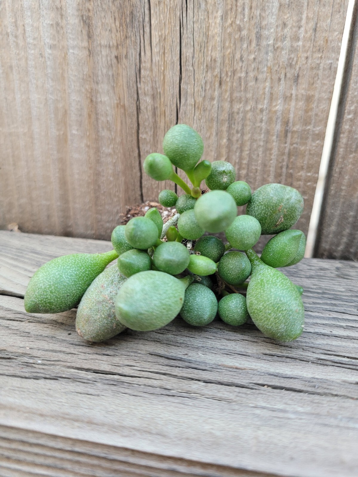 Adromischus Oviforme Succulent Cluster rare Imported Succulent Live