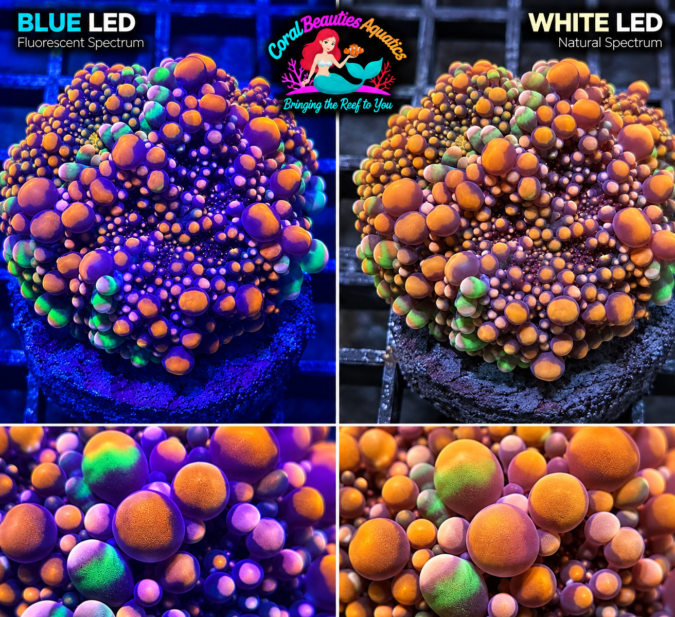 CBA Ultra Rare Toxic Romance Mushroom - WYSIWYG (New Godzilla + Doughboy hybrid)