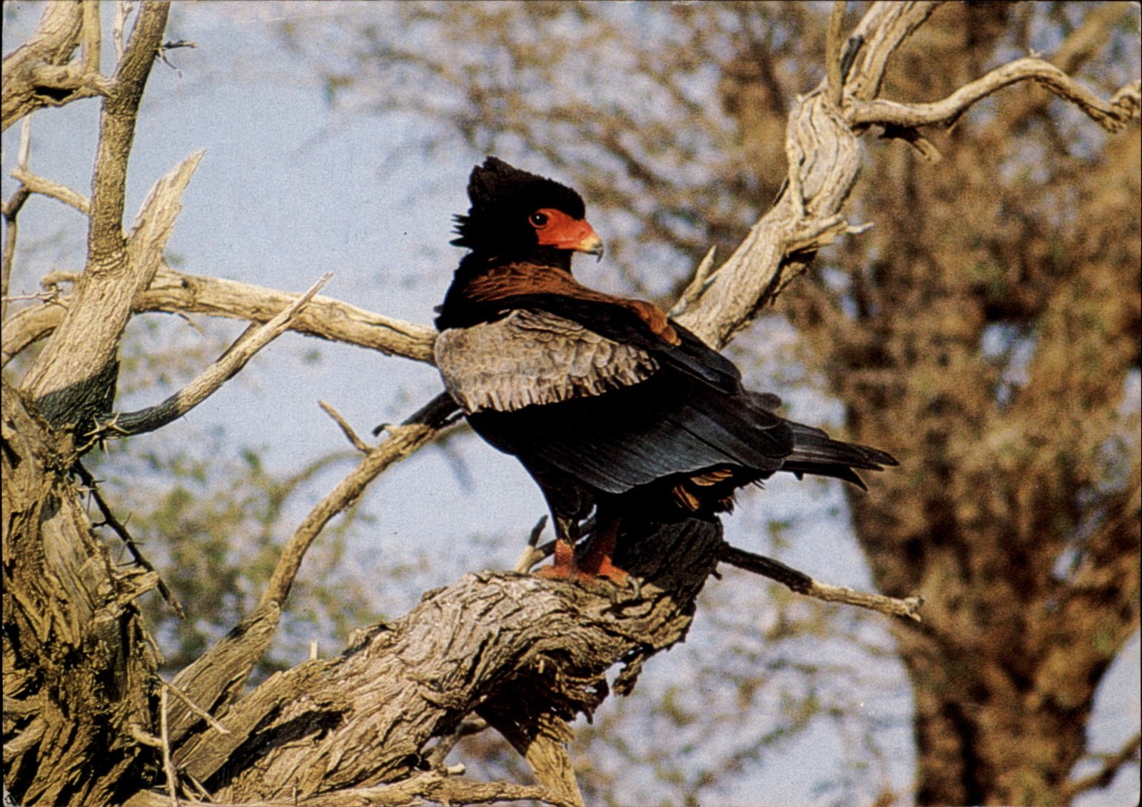 Bateleur Southern Africa vintage postcard n682 Bateleur Southern Africa vintage postcard n682