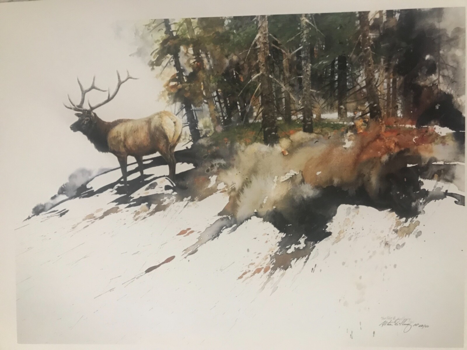 MORTEN SOLBERG RARE A/P “HIGH COUNTRY ELK“ 28/50 LIMITED EDITION LITHOGRAPH