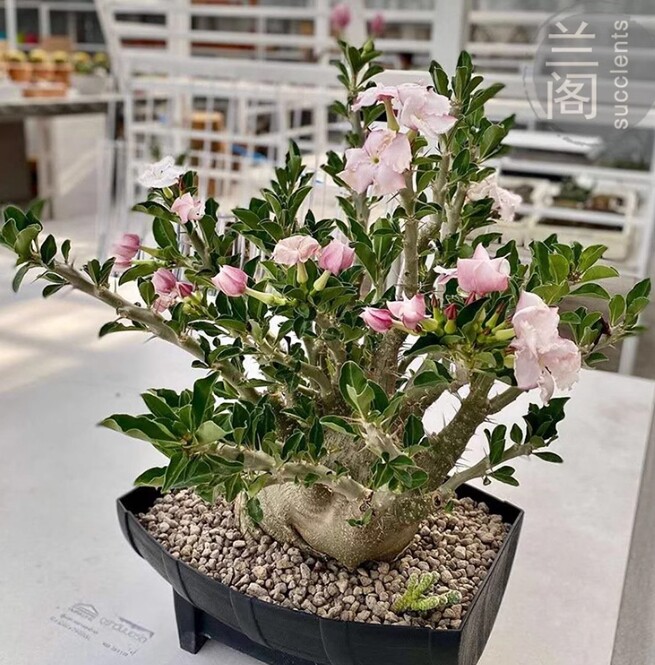 2PCS RareSucculent plant Pachypodium saundersii OwnRoot 10-15CM