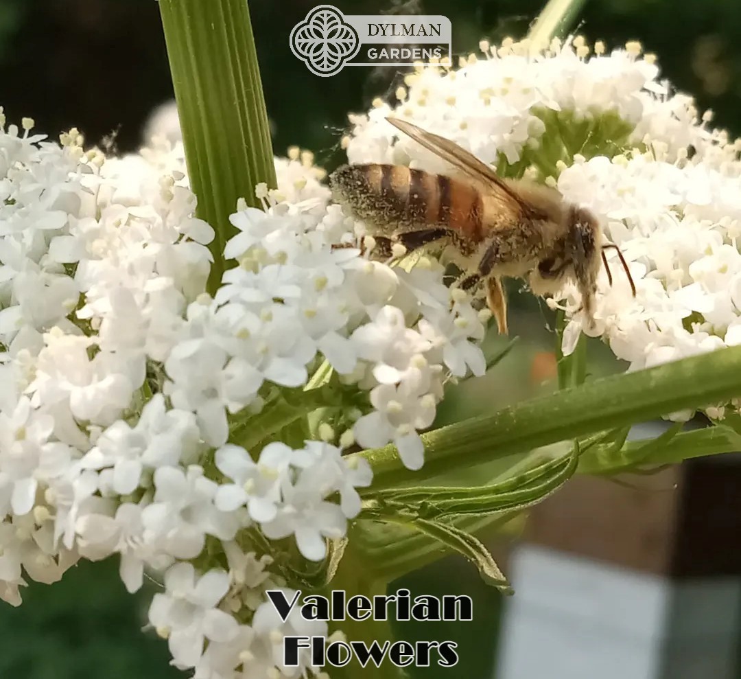 Valerian Plant (Valeriana officinalis) Garden Heliotrope - All-heal - Herb Plant