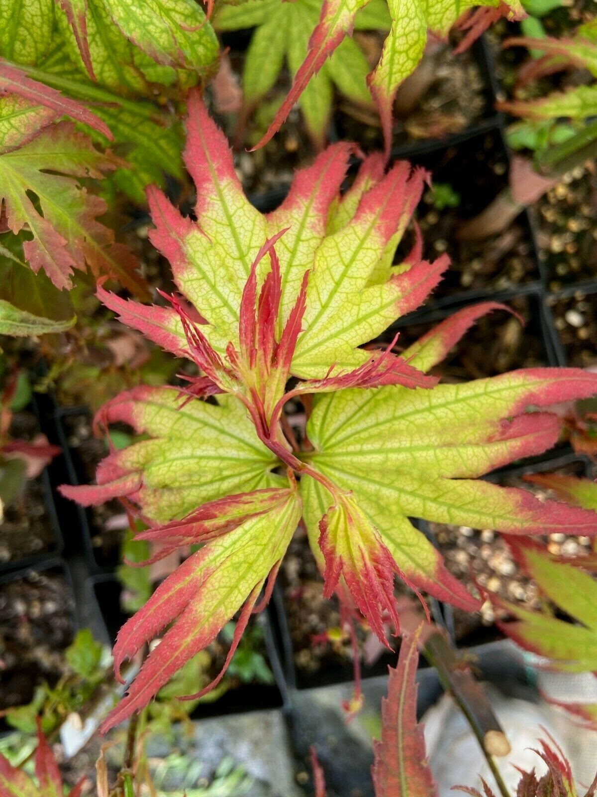 Japanese maple Eight Varieties of your choice (50 to Choose from) New Choices