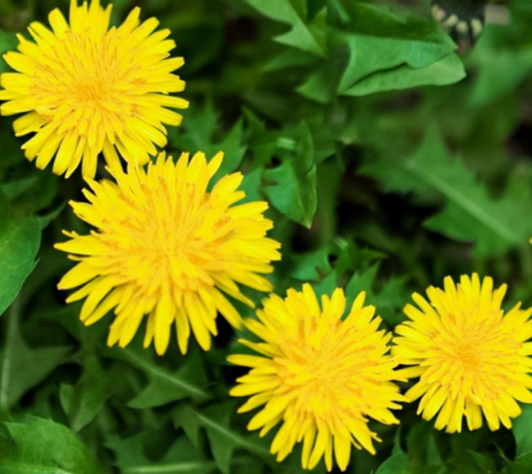 DANDELION SEEDS 200+ \