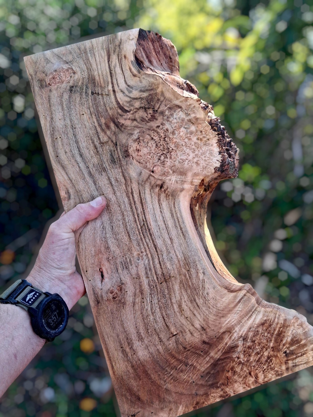 XL MIND BLOWING CURLY Birdseye MAPLE Burl wood Slab, EPOXY Wood, Figured Maple