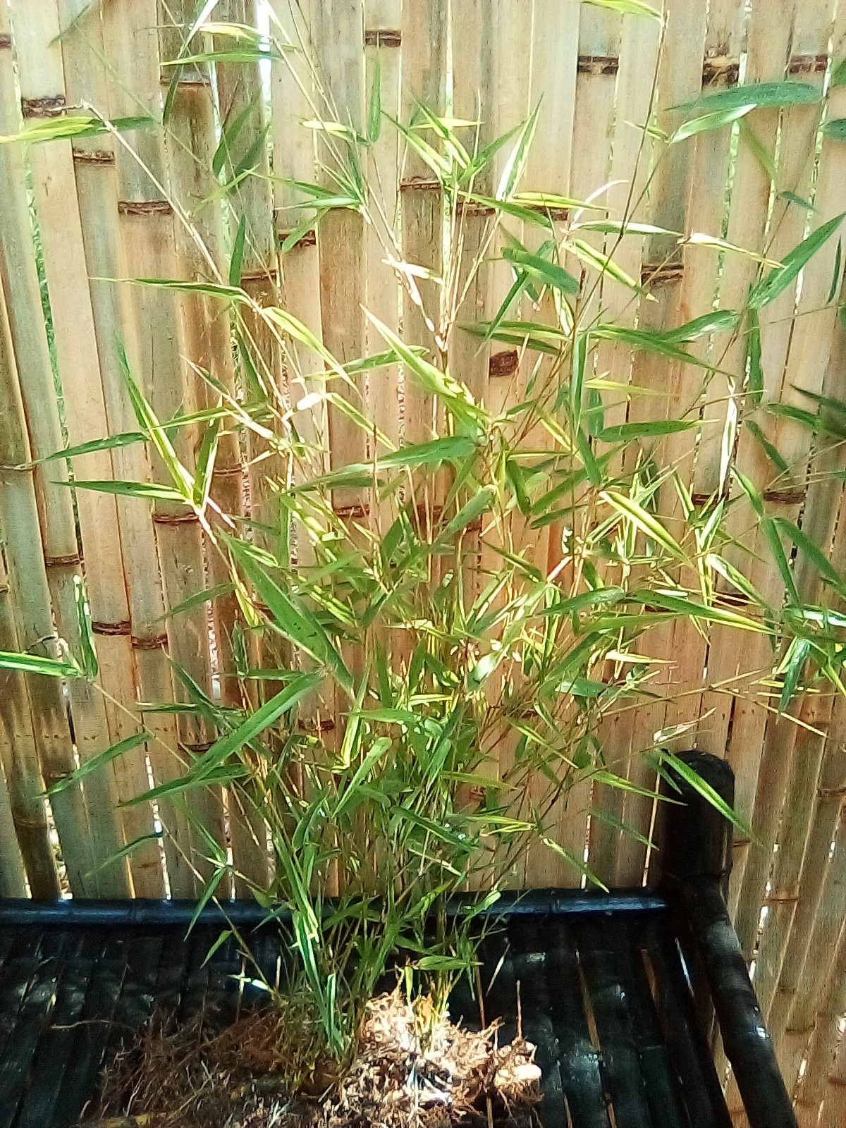 Live Blue Giant Bamboo Plants (12 rooted cuttings) 
