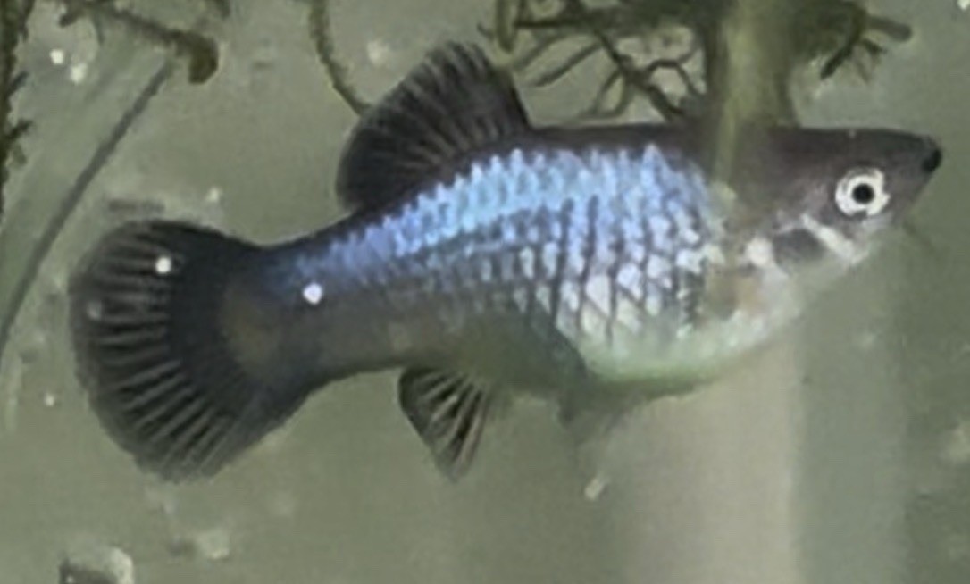 Breeding Pair Blue Wag Platy Breeding Pair Blue Wag Platy