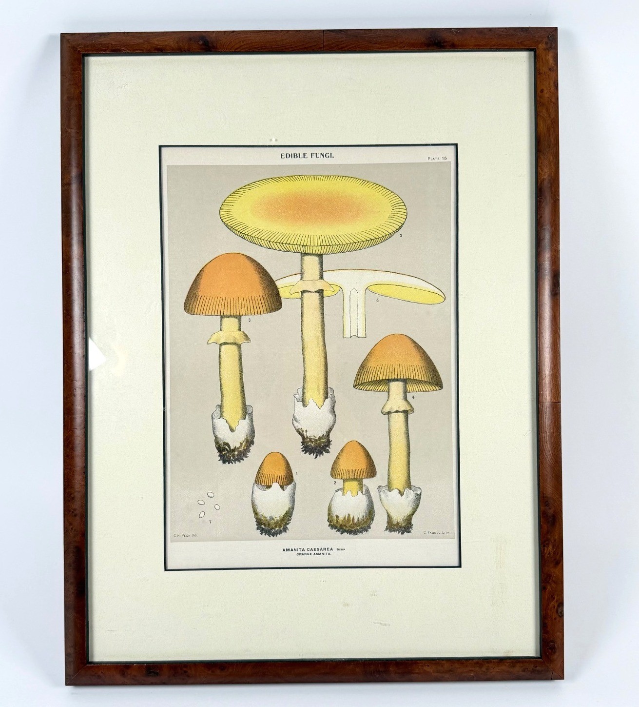 Antique 1914 Mushrooms Litho Print Edible Fungi Framed 13\