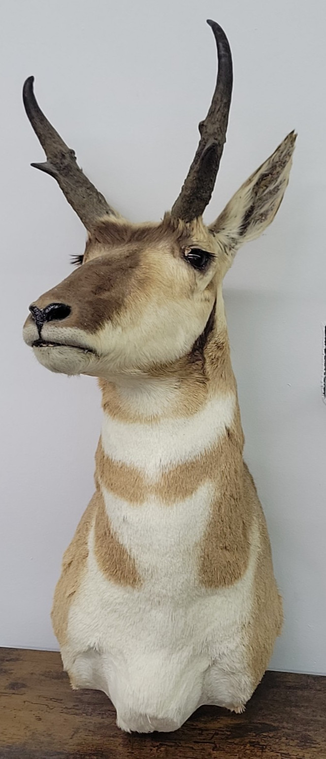 Pronghorn Antelope Shoulder Mount Taxidermy Pronghorn Antelope Shoulder Mount Taxidermy