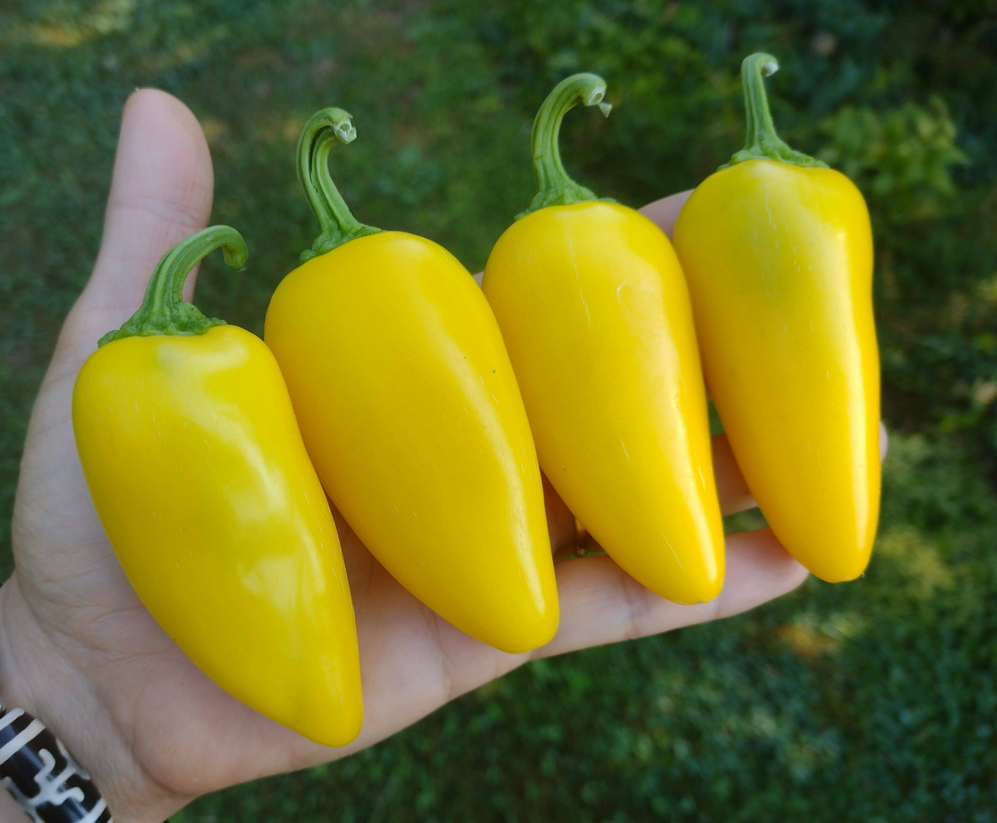 40 Rare NuMex Lemon Spice Yellow Jalapeno Pepper Seeds Giant & Vibrant Yellow