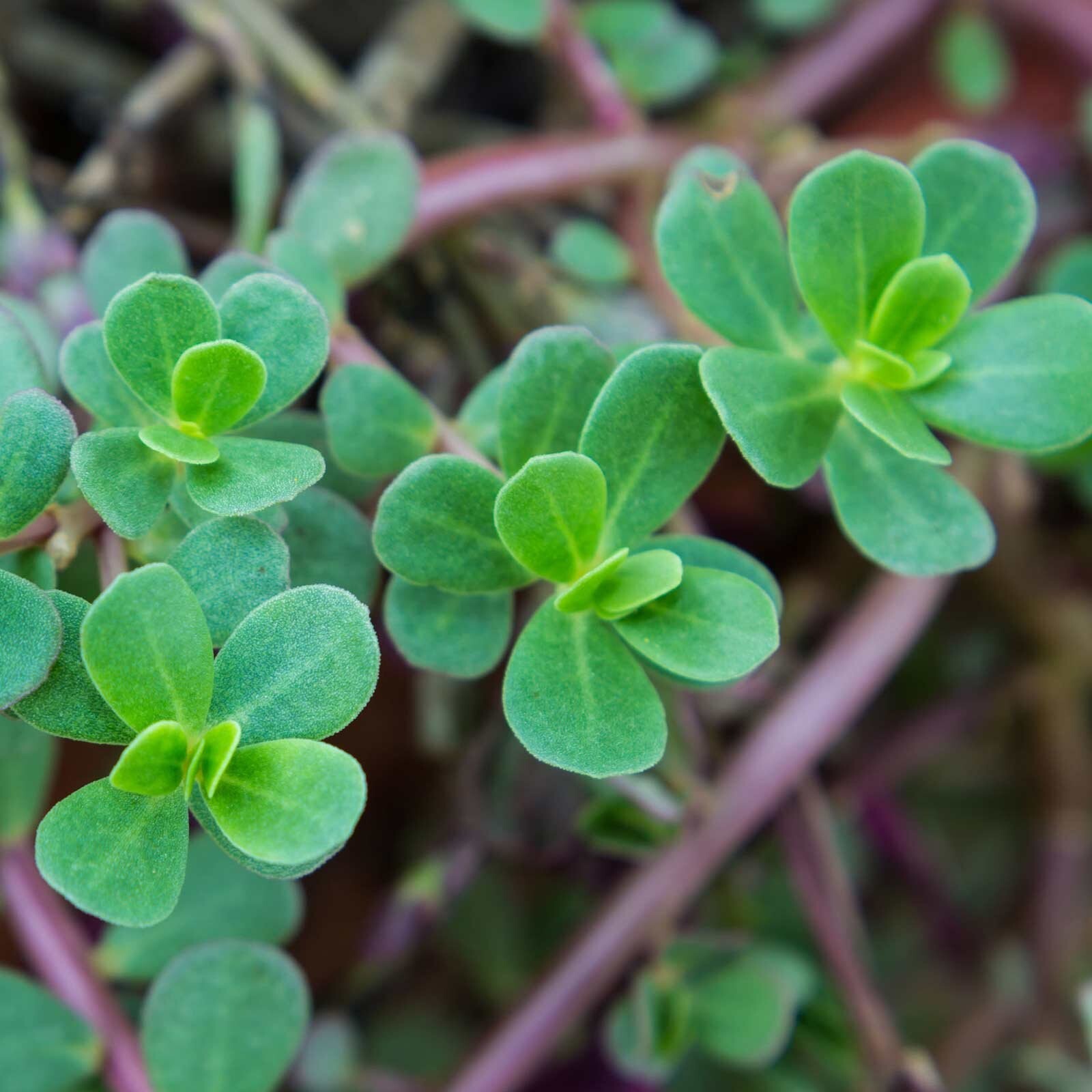2000+ Green Purslane Seeds - HEIRLOOM, NON-GMO | USA  