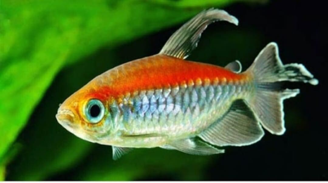 5 CONGO TETRA FISH | TOP QUALITY | TOP USA REPUTABLE SELLER | UPS SHIPPING