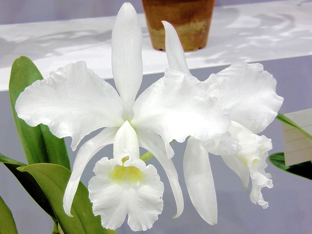 Cattleya jenmanii var. alba #5