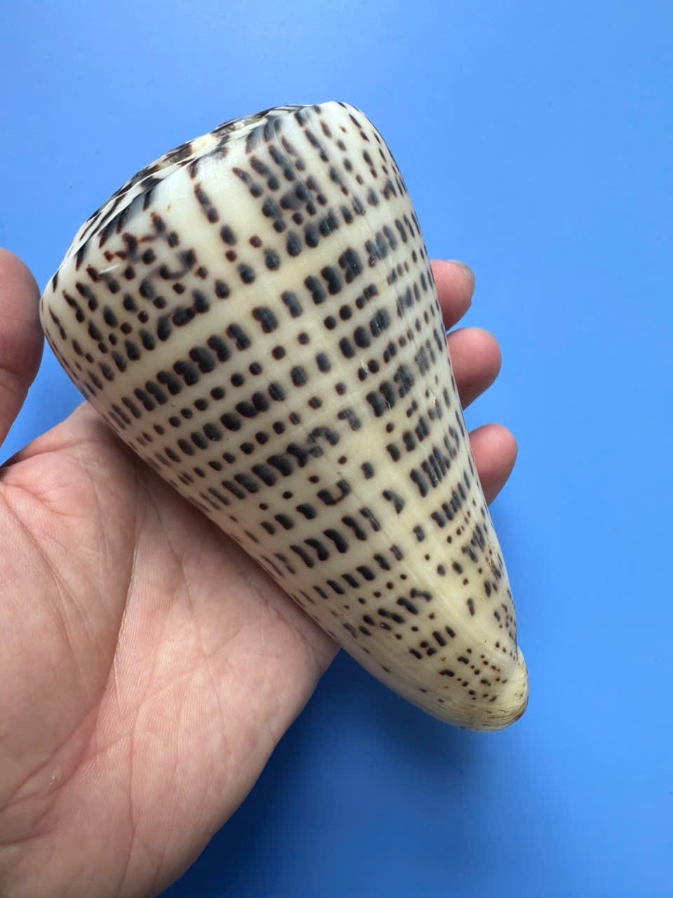 133.7mm | Conus leopardus |GIANT size |Nice shell