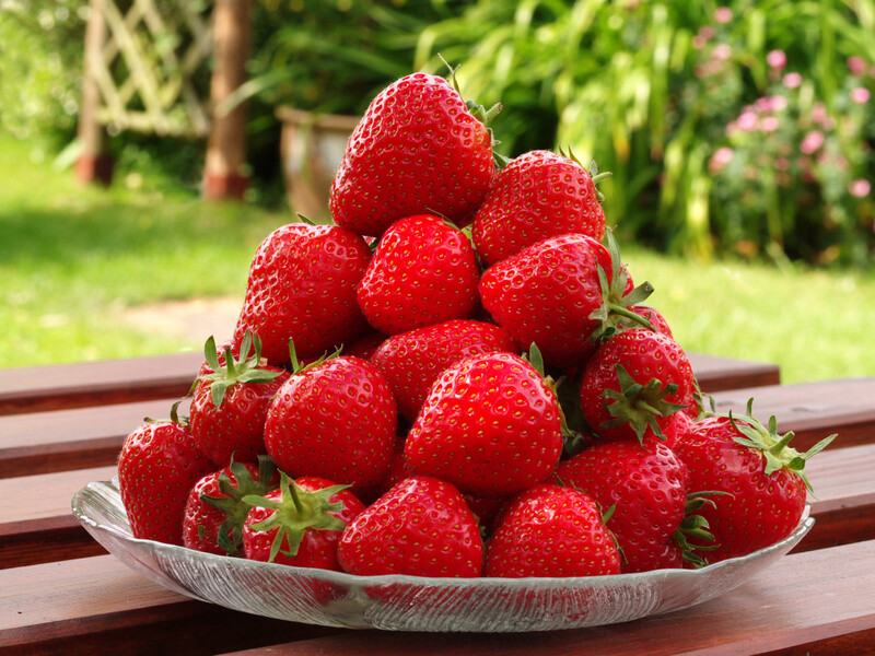 5 to 1000 Seascape Ever Bearing Strawberry Plants   CERTIFIED  Healthy Bare Root
