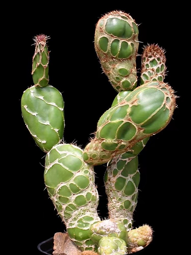 3PCS Raresucculent Opuntia zebrina cactus Succulent potted Home （rootless）5-8CM