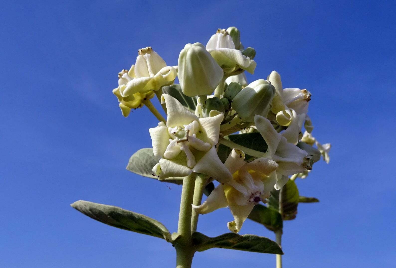 Calotropis gigantea White, Giant Milkweed, Crown Flower - 5 Sementes