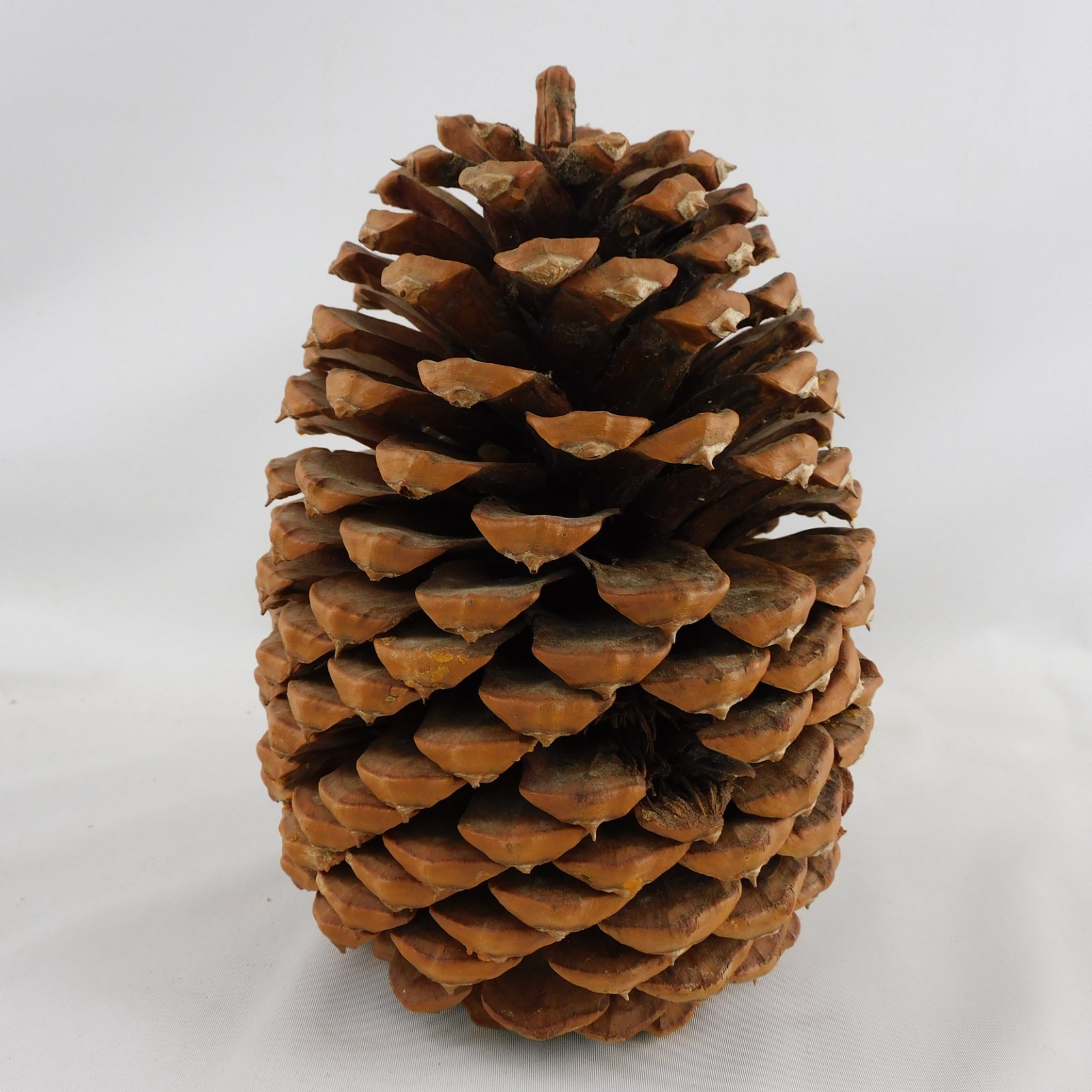 Large Fat Pinecone 6.5\ Large Fat Pinecone 6.5\