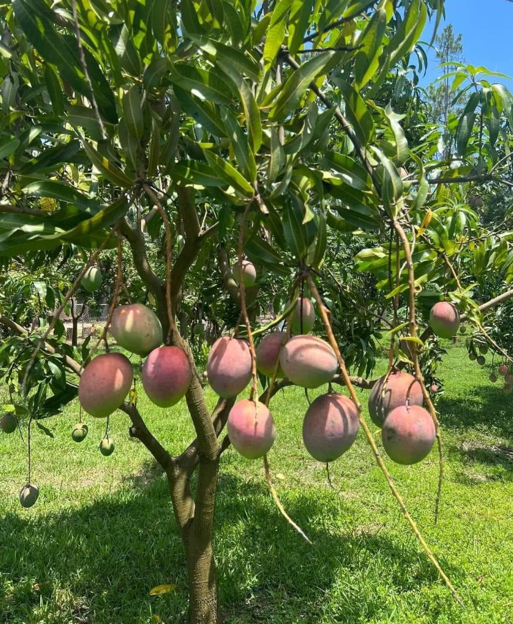 Live Grafted Haden Mango Tree - 3 Gal Pot - Tropical Fruit Tree - No Ship to CA