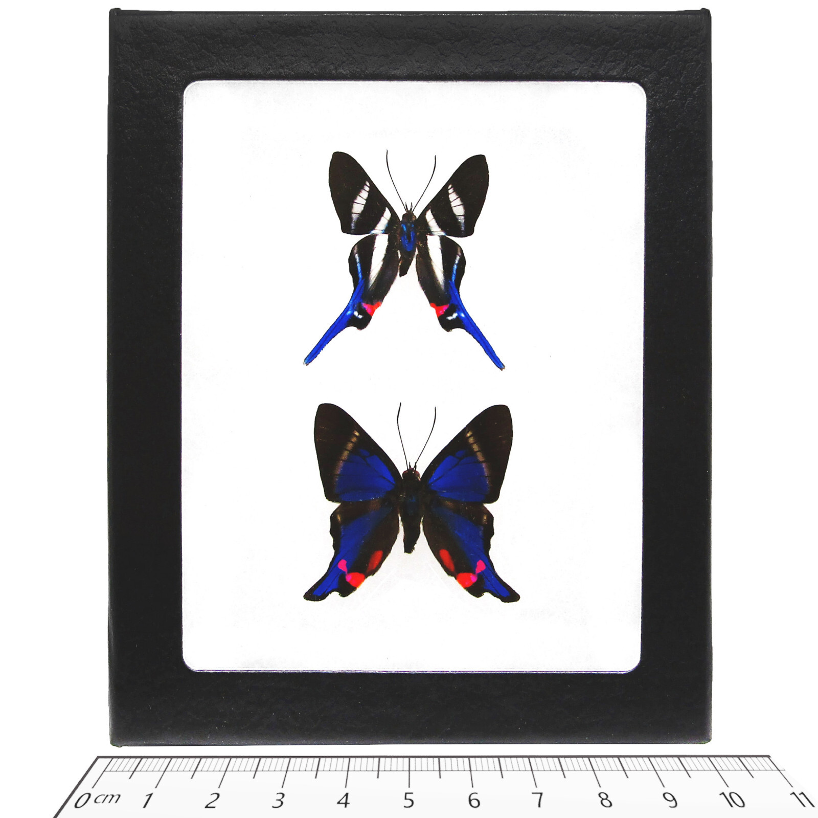 Rhetus ARCIUS + PERIANDER blue white red butterflies Peru