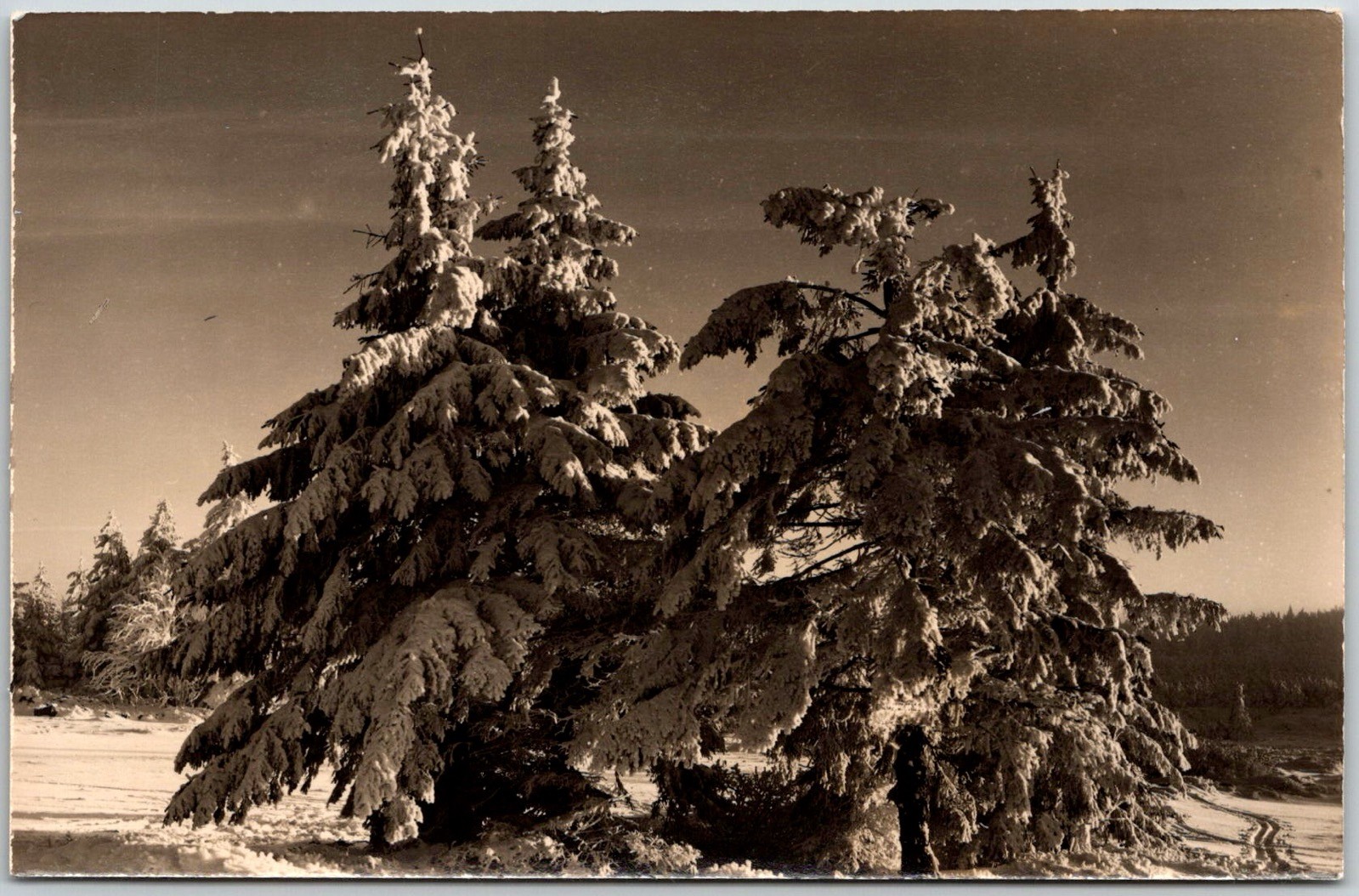 Winterwald Erzgebirge East Germany Snowy Trees Forest Scene RPPC Postcard