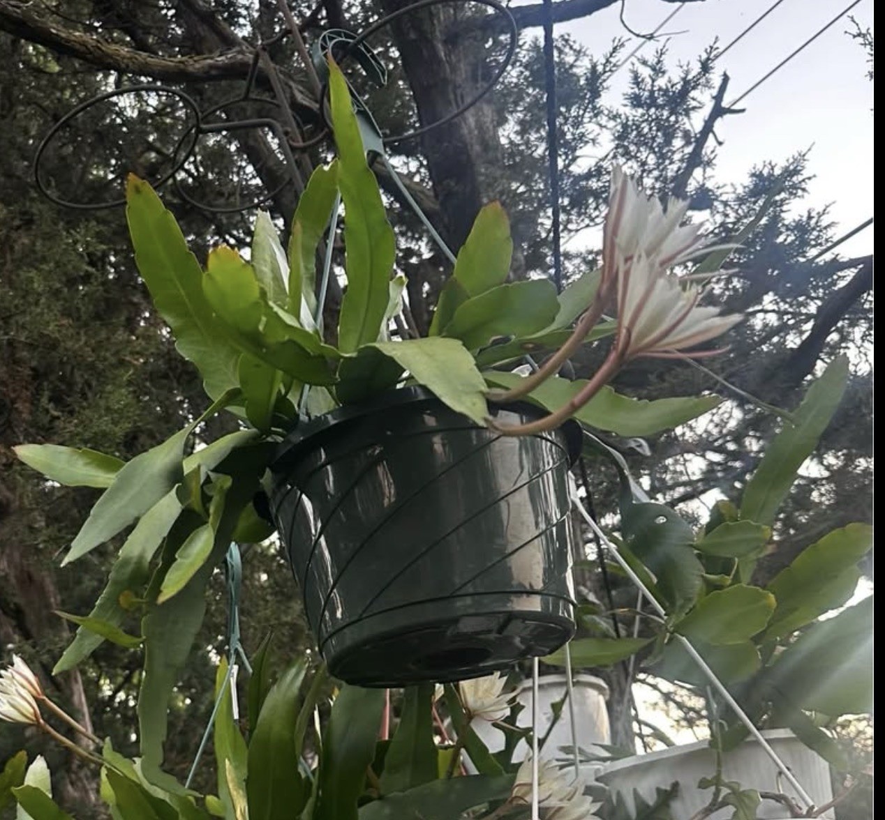 Epiphyllum Oxypetalum (Queen of the Night Orchid Cactus Plant Well Rooted