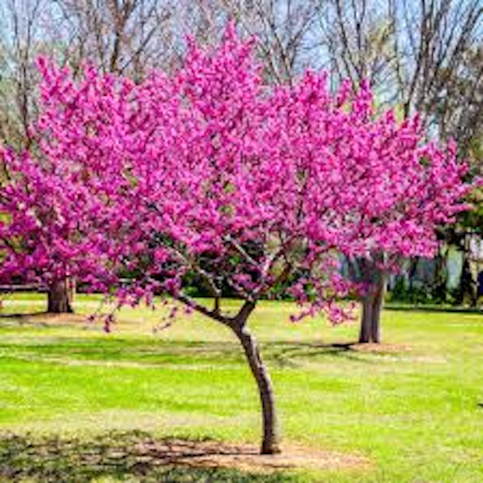 5 Eastern Redbud Tree 12-24\