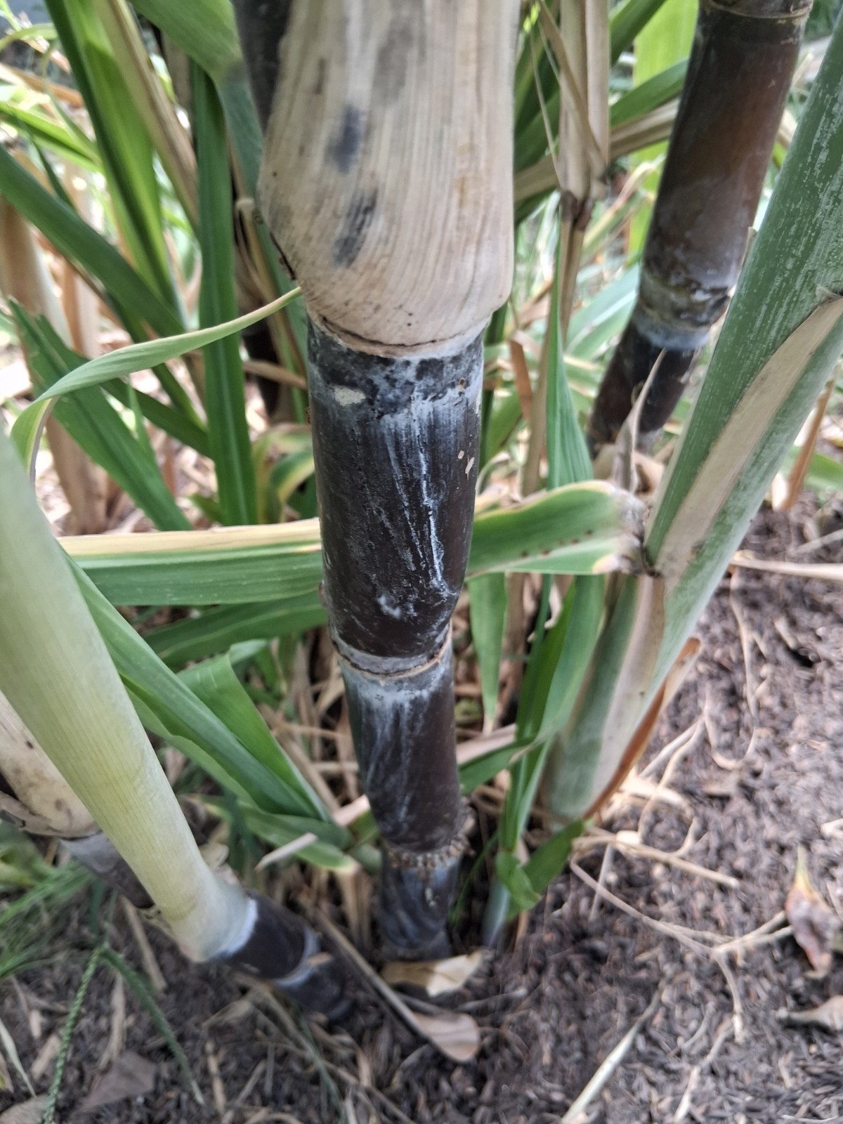 *LOUISIANA HEIRLOOM  BLACK SUGARCANE  SYRUP  3 CUTTINGS  ORGANIC *