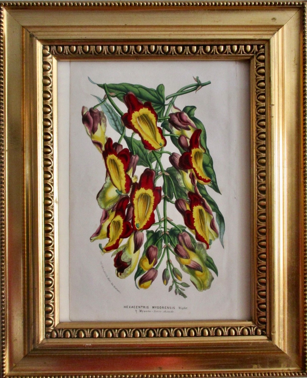 Antique French Hand-Colored LIthograph by Van Houtte - Framed Under Glass