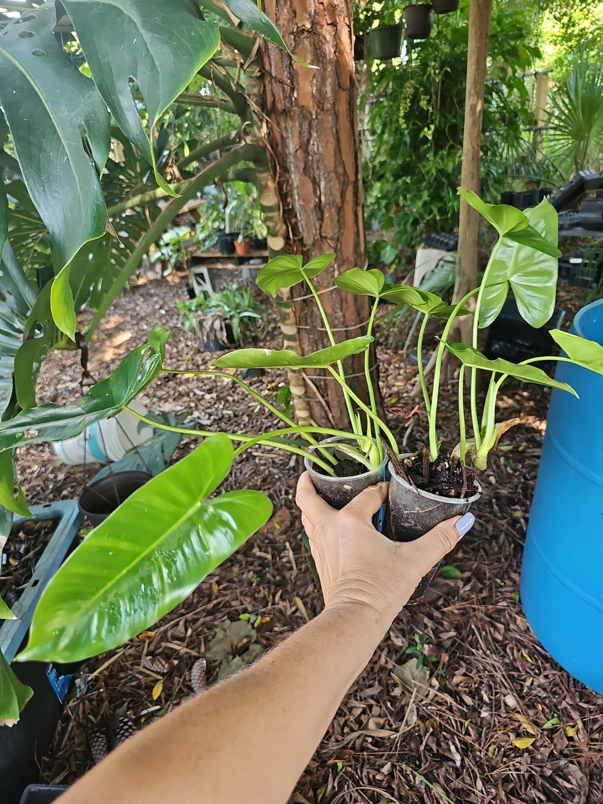 2pc Burle Marx Philodendron  Green Leaf rooted Live Plant multi grow NO CUTTING