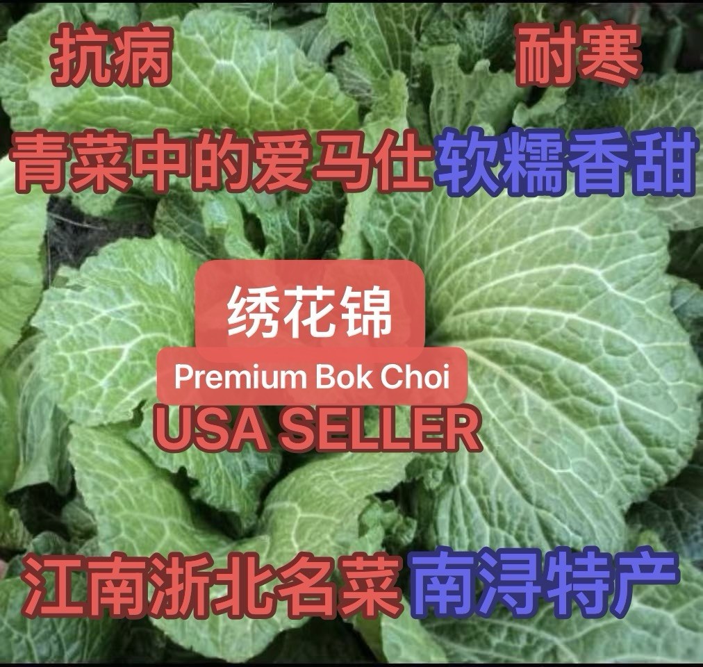 300+Premium Bok Choi Embroidered Brocade Choi Seeds. 300多粒2025年产绣花锦香金菜青菜种子.
