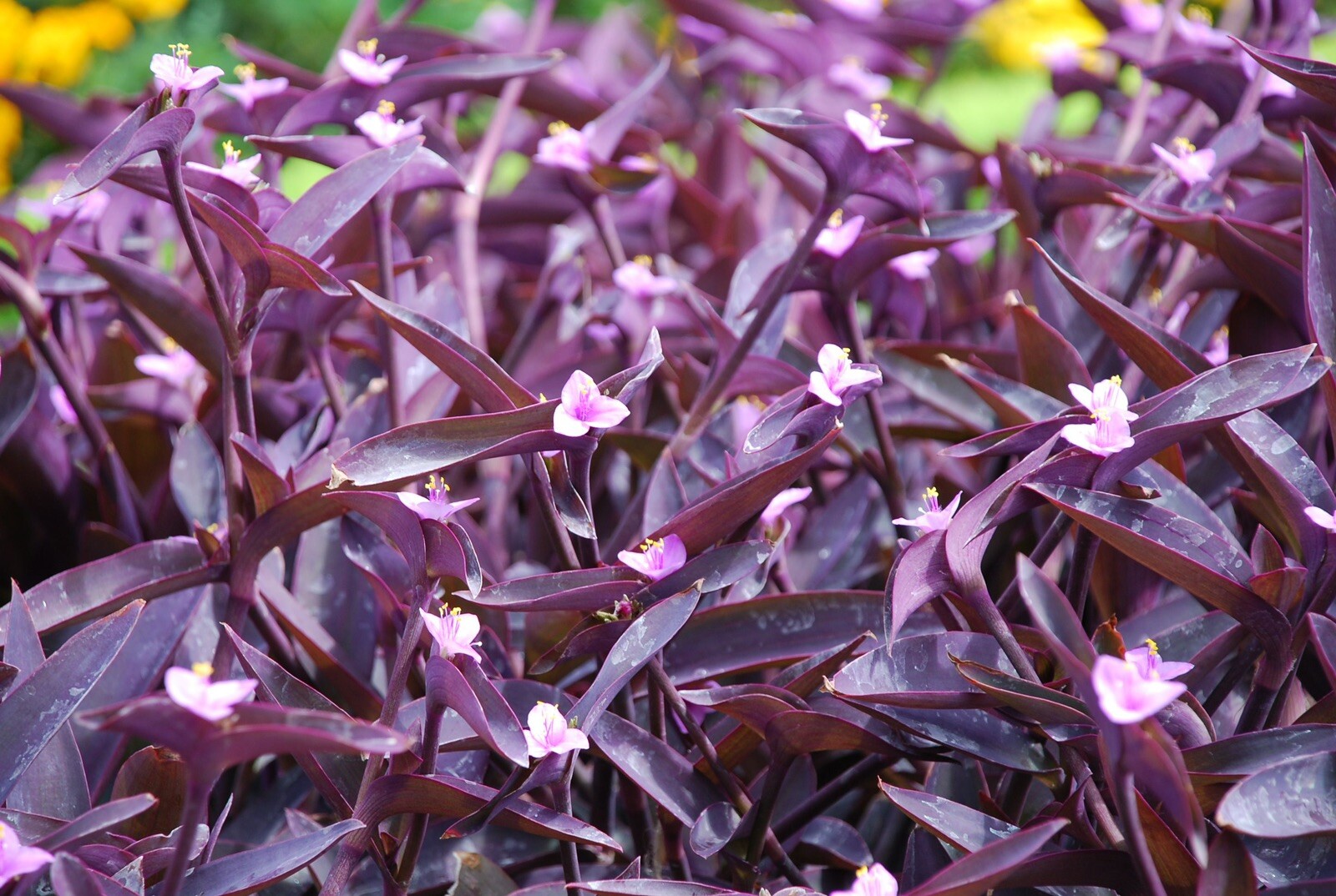 20 Organic Purple Heart Wandering Jew Cuttings