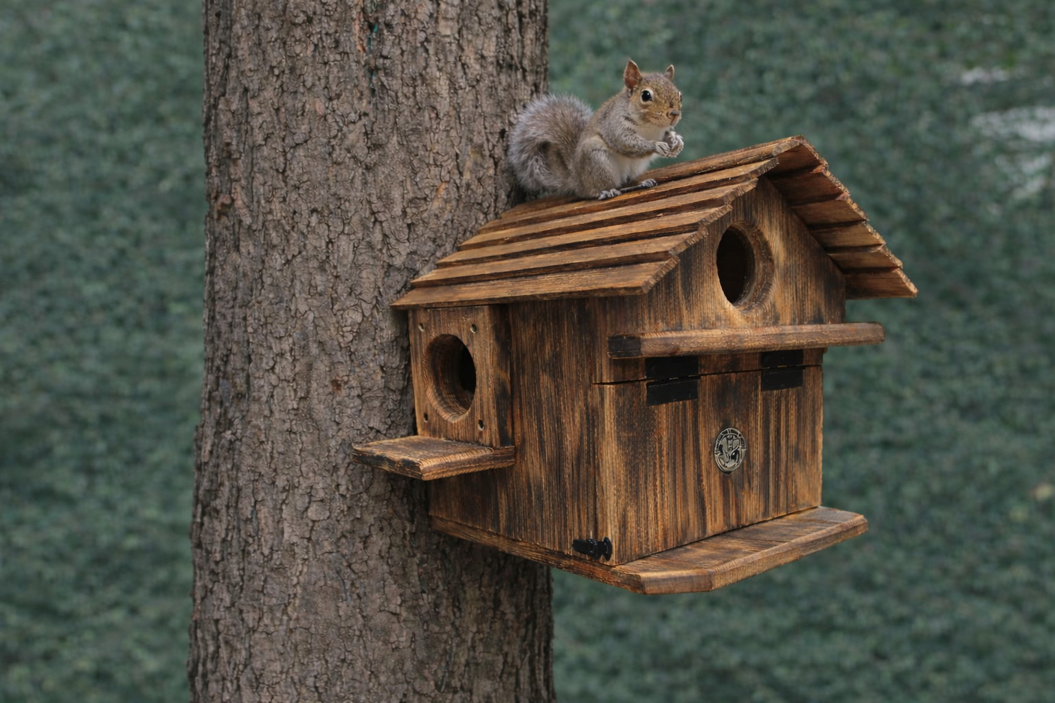Extra Large Handmade Squirrel House -  Outdoor Nesting Box for Backyard Wildlife