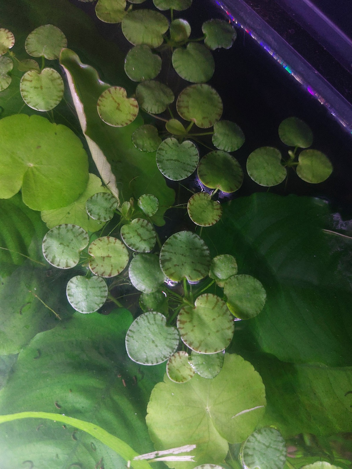 ***READ DESCRIPTION*** Rare Tiger Striped Frogbit Floating Aquarium Plant ***READ DESCRIPTION*** Rare Tiger Striped Frogbit Floating Aquarium Plant