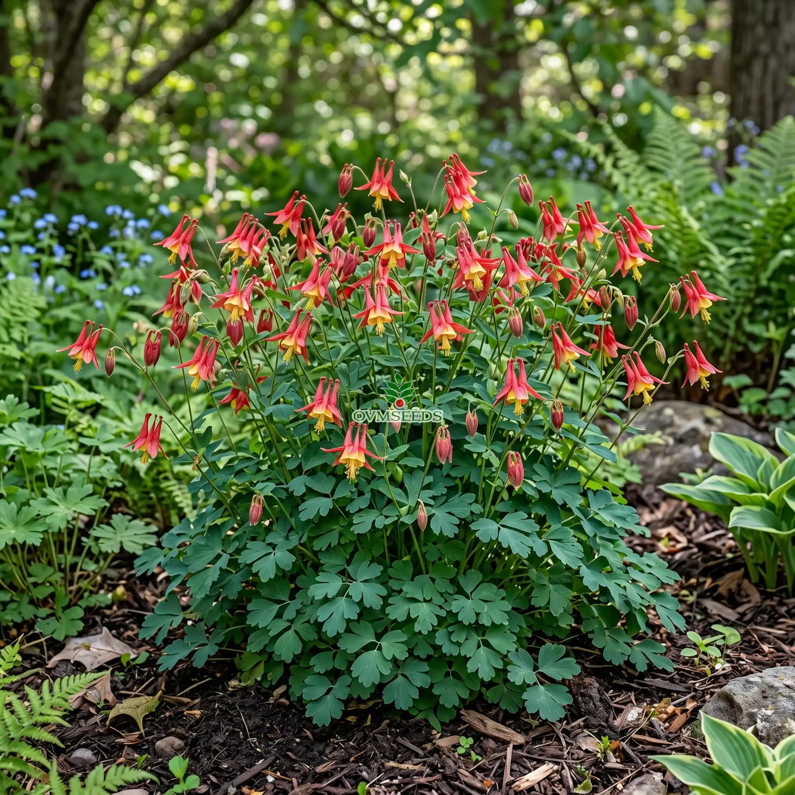 COLUMBINE EASTERN RED Aquilegia Canadensis - 250 Bulk Seeds