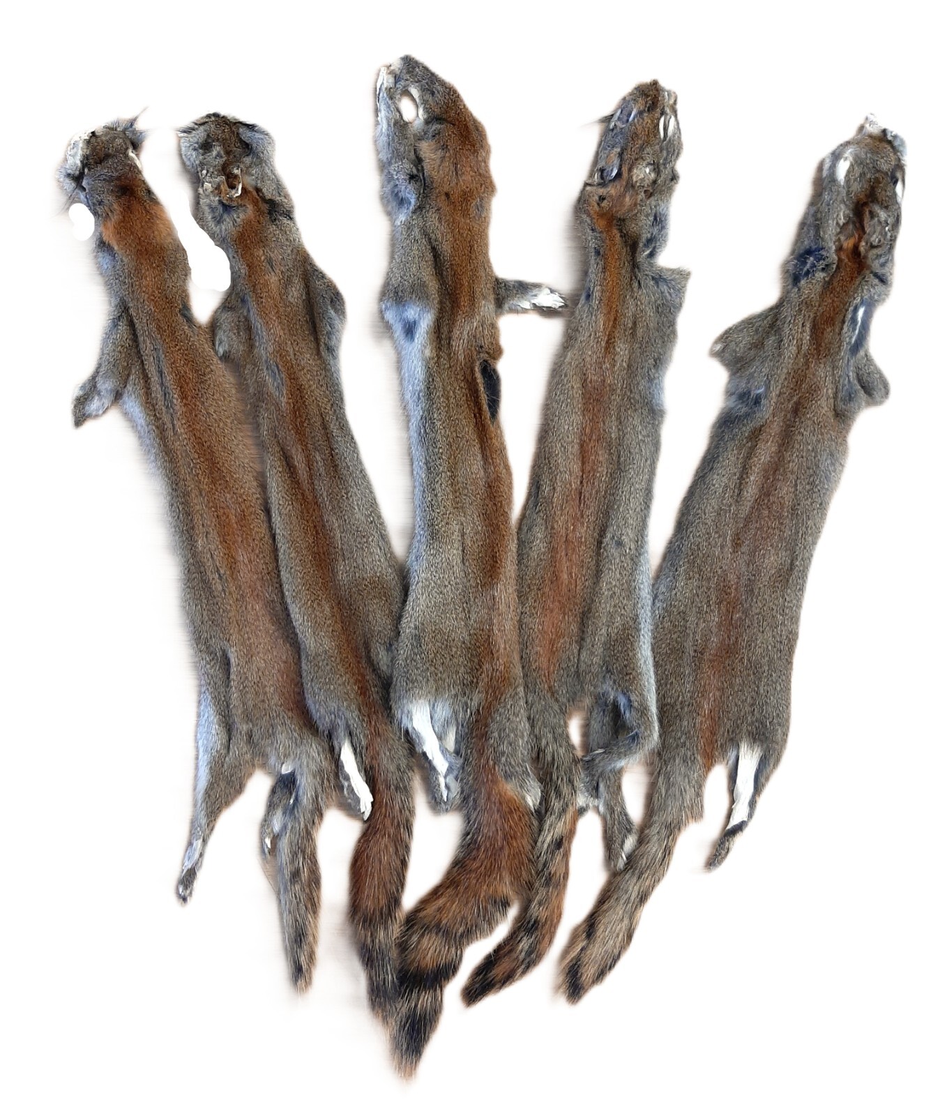 Canadian Red (Pine) Squirrel, Silky Soft, High Quality Tan
