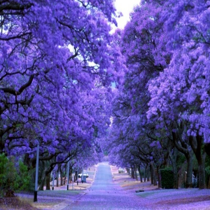 Jacaranda mimosifolia See ds, Blue Bonsai Jacaranda Tree