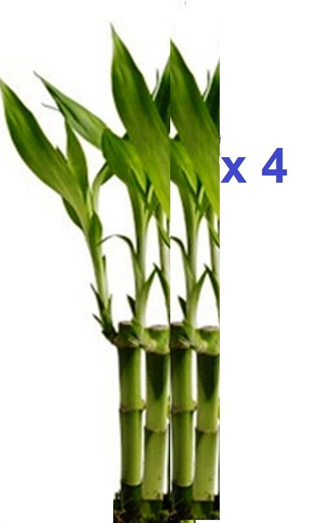 4 Live Lucky Bamboo Indoor 6\