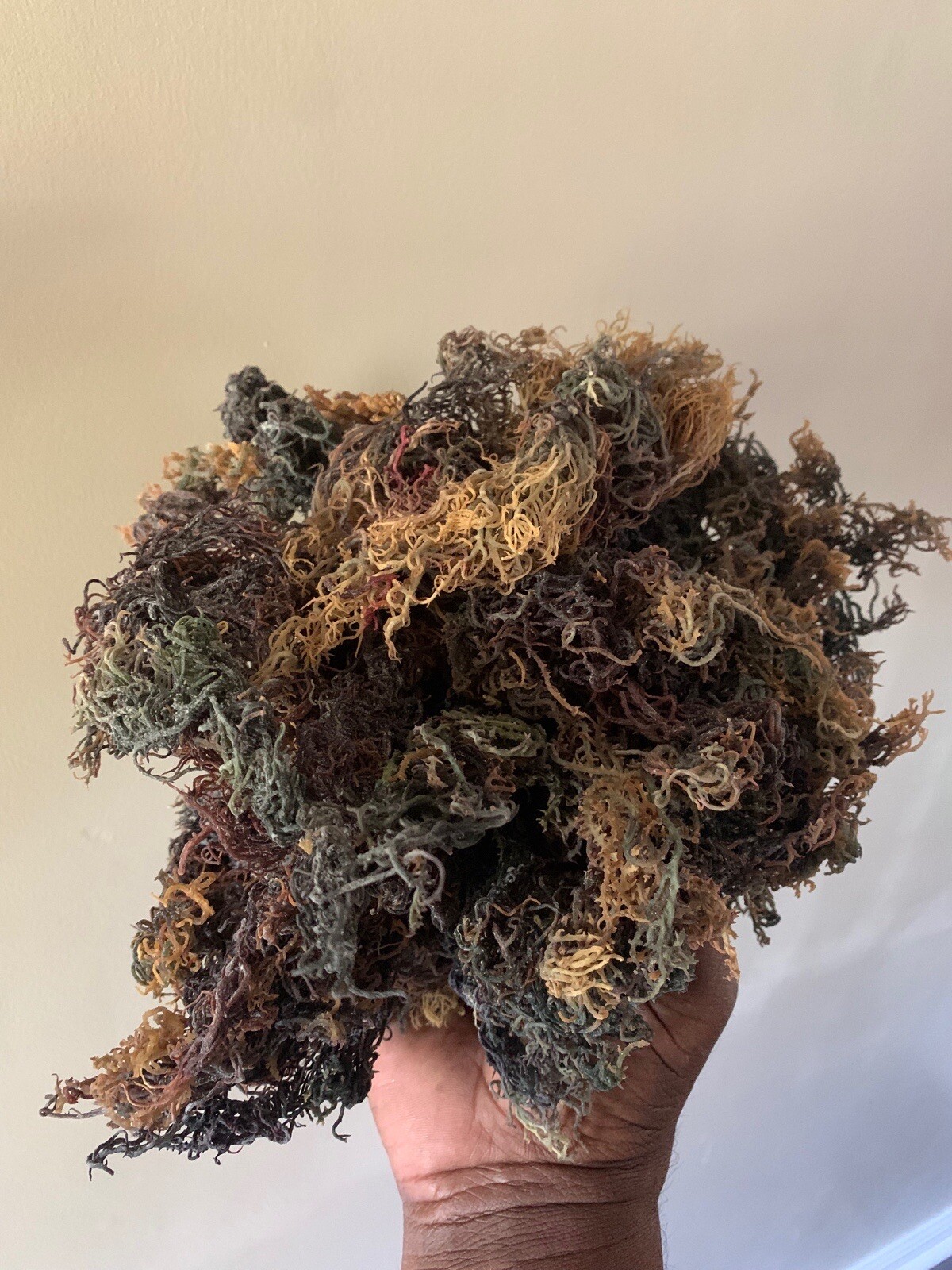 Dr. Sebi Raw Sea Moss-Full Spectrum-organic, wild crafted 5 POUND BULK- B GRADE
