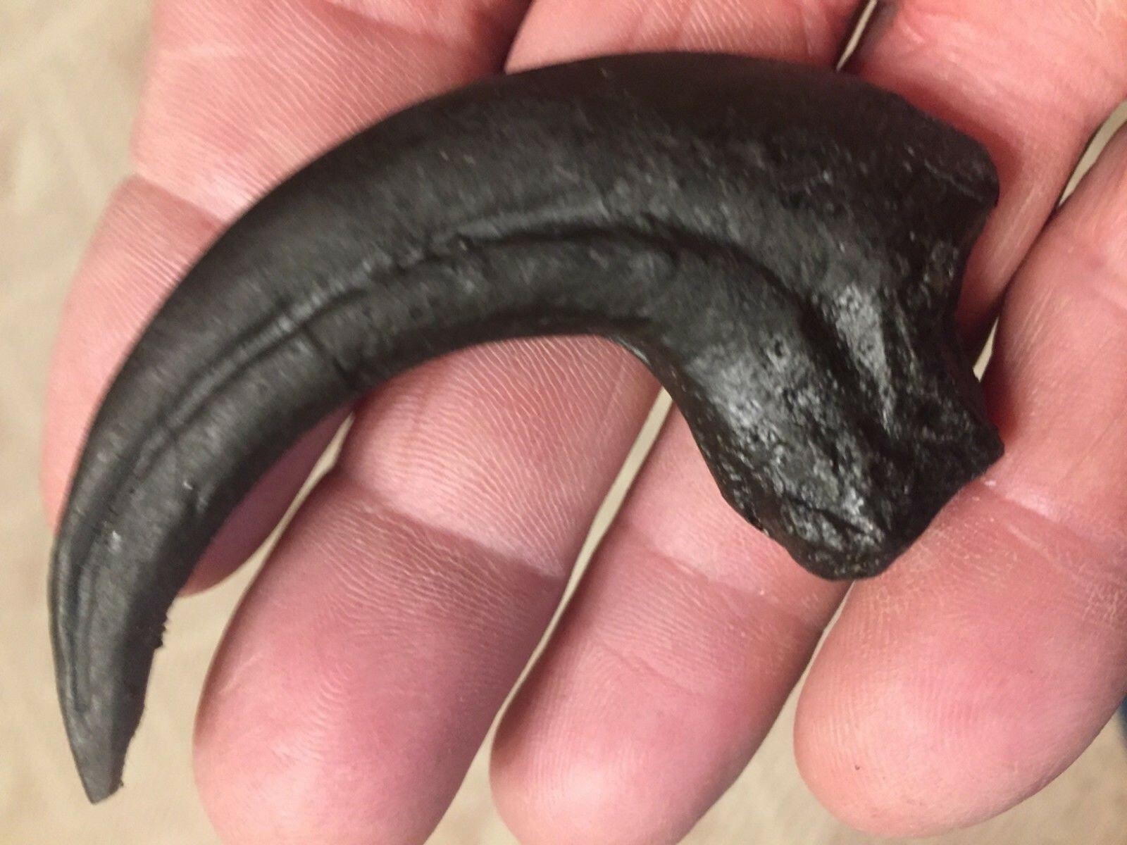 RAPTOR CLAW DINOSAUR FOSSIL BONE VELOCIRAPTOR JURASSIC REPLICA ANCIENT RELIC NEW
