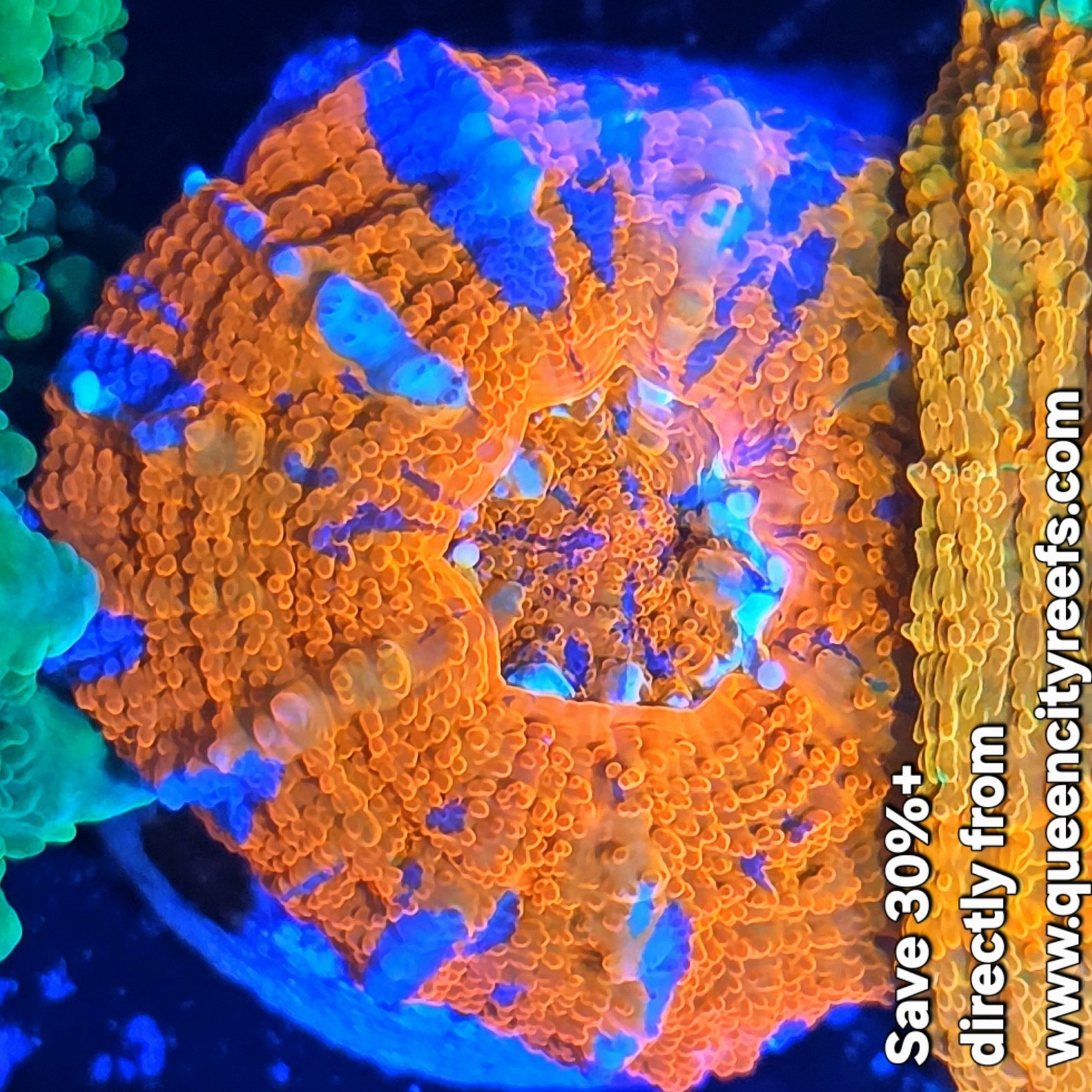 WYSIWYG Captive Bred Warpaint Scolymia LPS Live Coral 