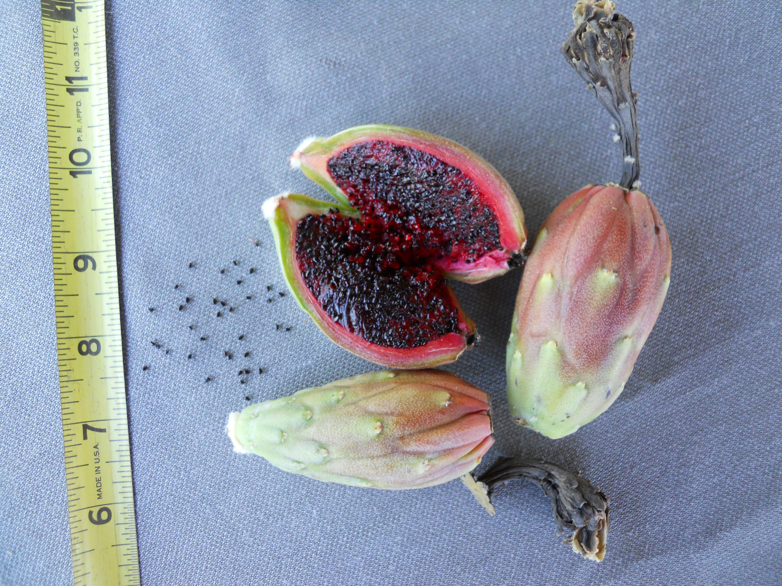 500+ Fresh Organic Arizona Saguaro Cactus Seeds - Carnegiea Gigantea