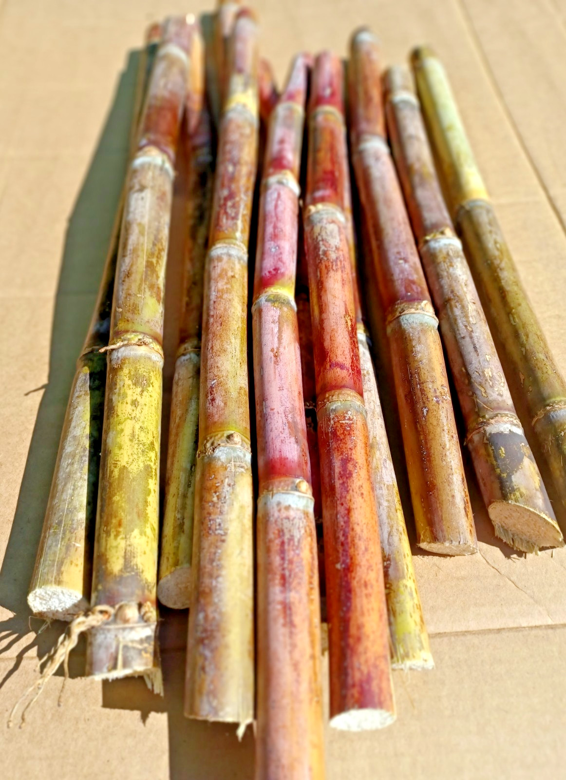 FLORIDA RED SUGARCANE CUTTINGS (3-pack) Rare & Sweet  || 