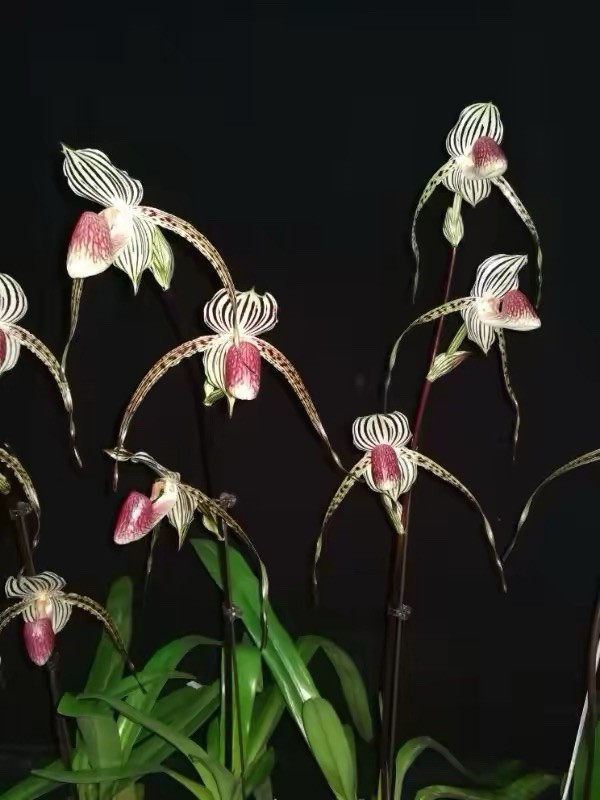 Paph. Lady Isabel (Paph. rothschildianum × Paph. stonei) Large Blooming Size