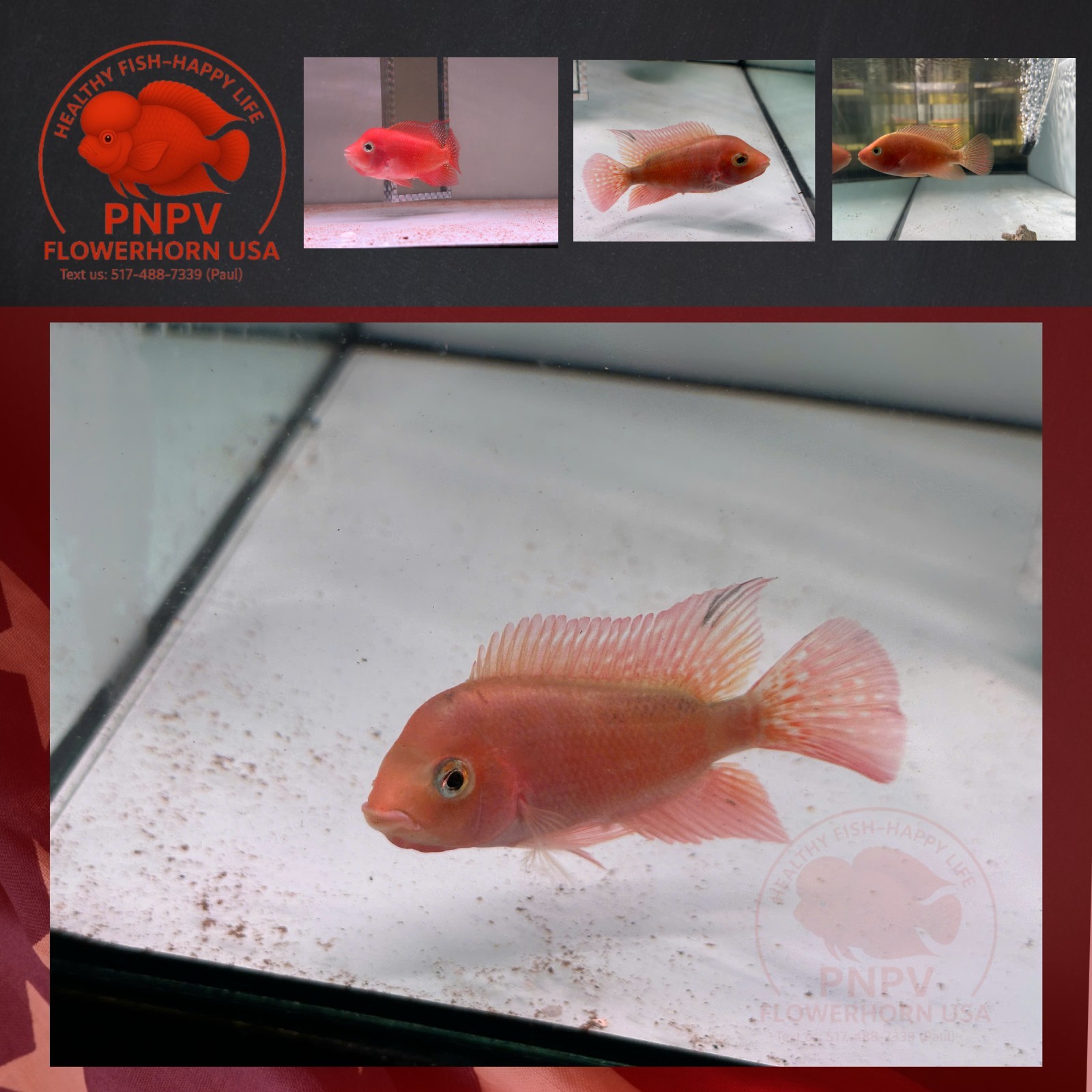 Super Red Monkey- Female Flowerhorn Fish – Premium Quality – Live Aquarium